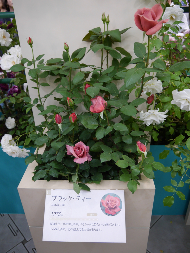 f:id:shamudiego:20170514171840j:plain