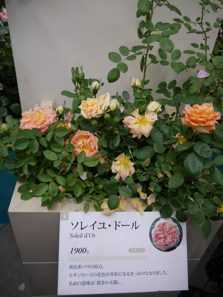 f:id:shamudiego:20170514172002j:plain