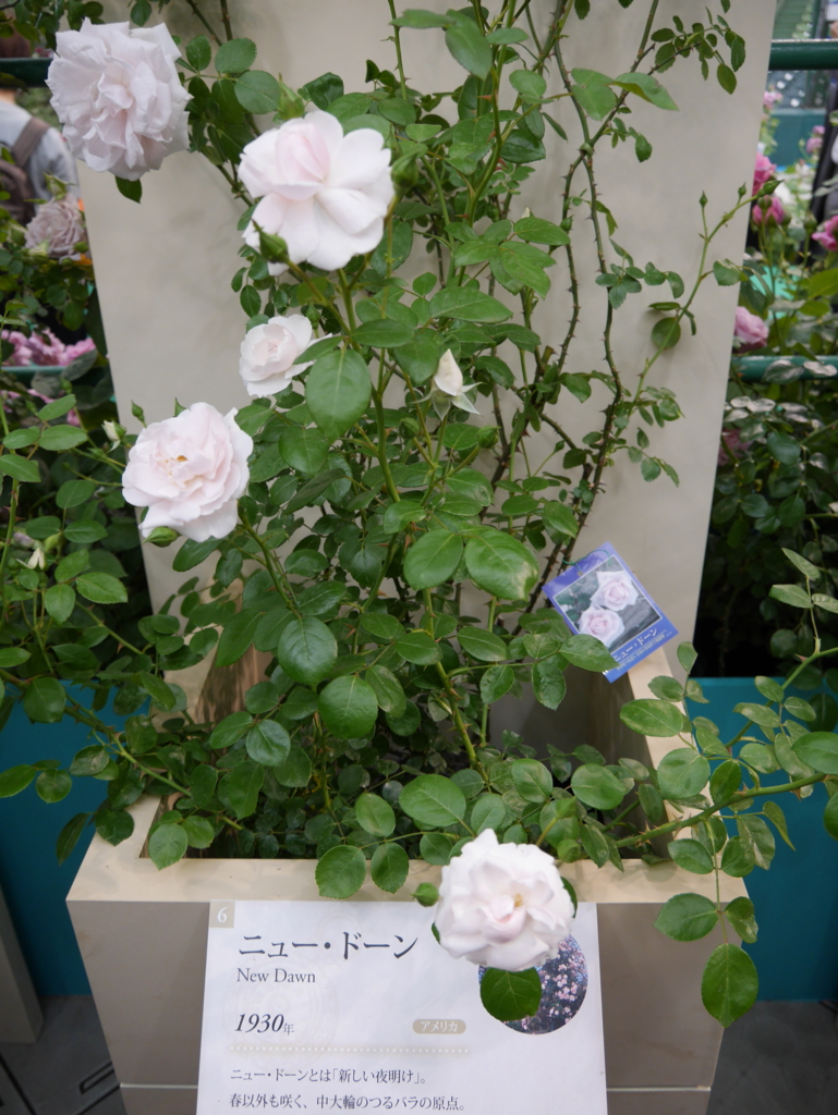 f:id:shamudiego:20170514172045j:plain