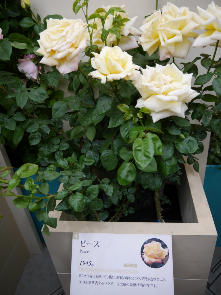 f:id:shamudiego:20170514172229j:plain