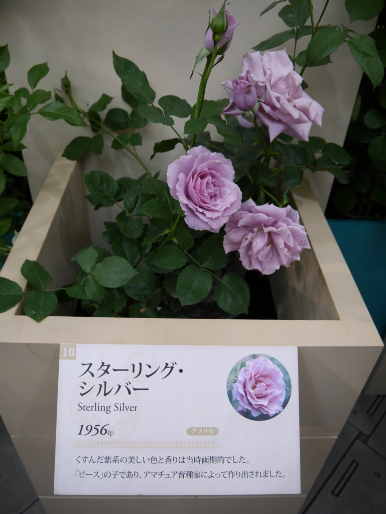 f:id:shamudiego:20170514172429j:plain
