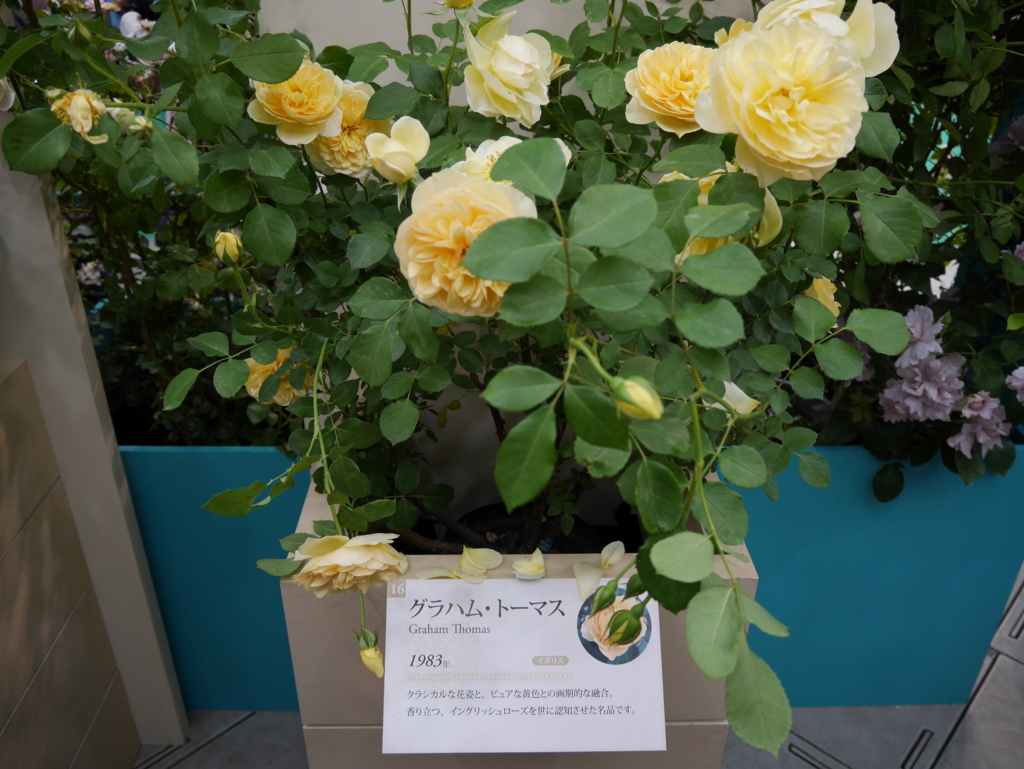 f:id:shamudiego:20170514172729j:plain