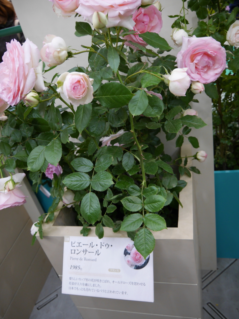 f:id:shamudiego:20170514172750j:plain