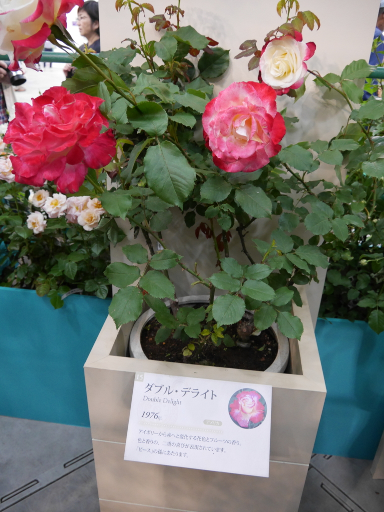f:id:shamudiego:20170514172835j:plain