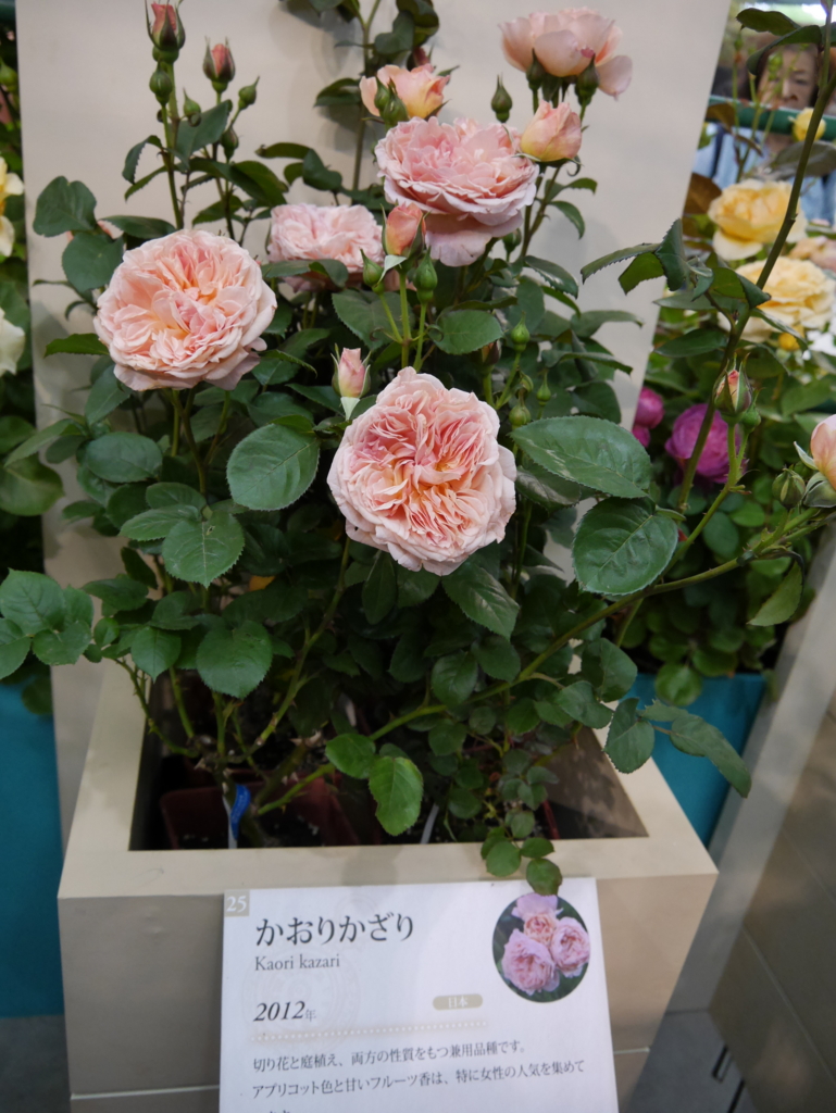 f:id:shamudiego:20170514173023j:plain