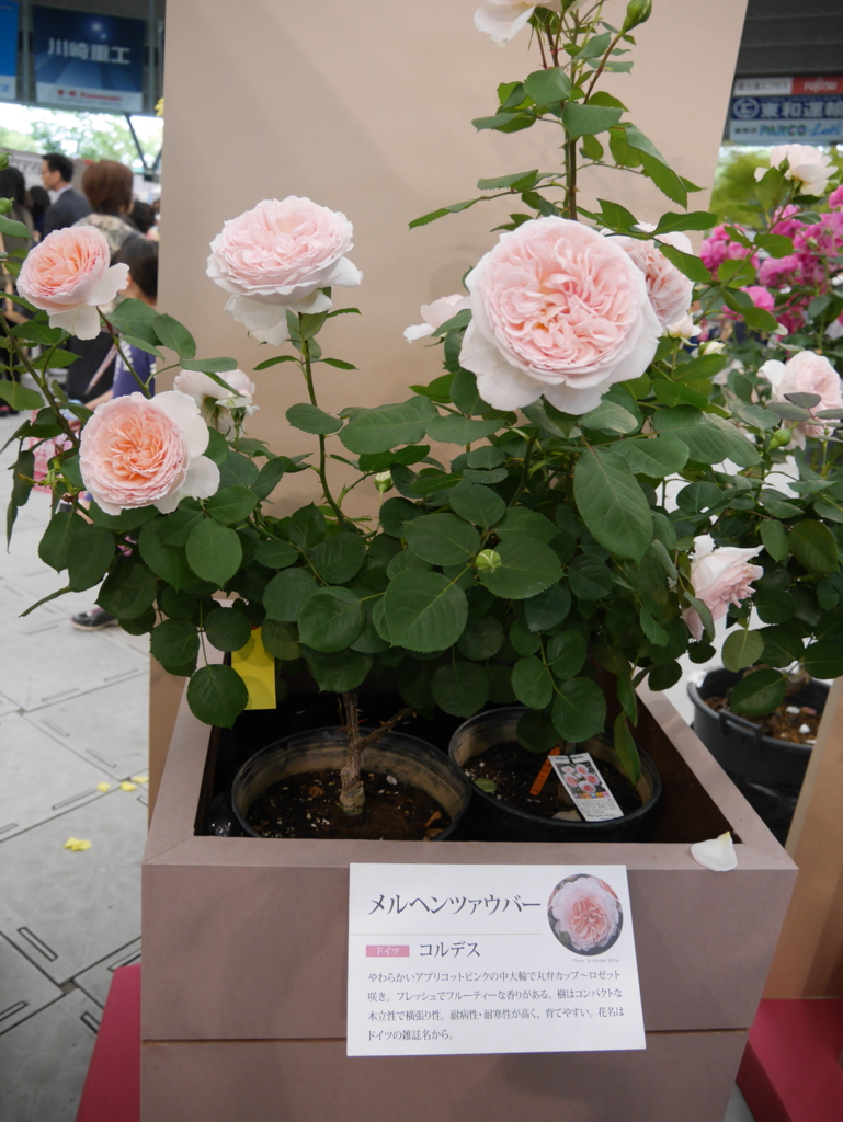 f:id:shamudiego:20170514173107j:plain