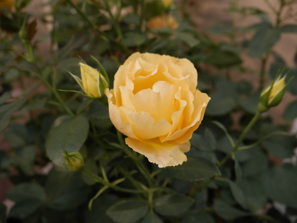 f:id:shamudiego:20170514173215j:plain