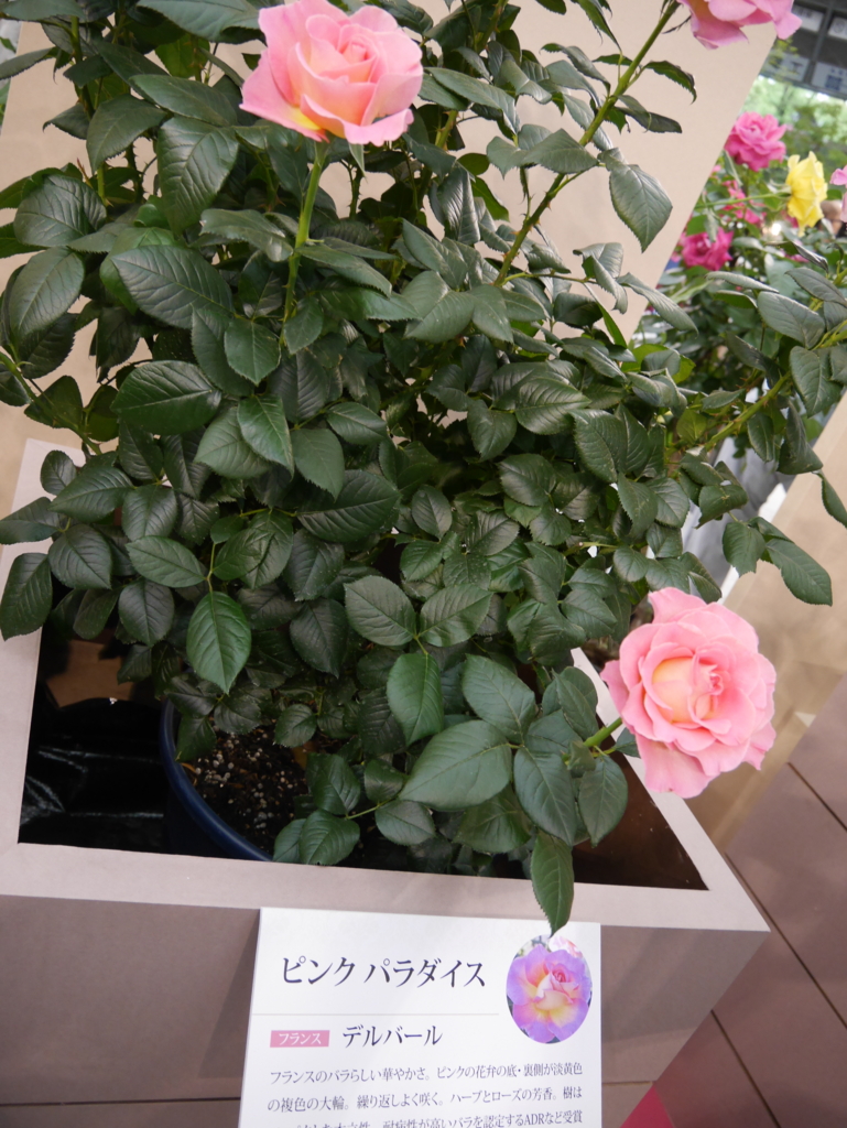 f:id:shamudiego:20170514173253j:plain