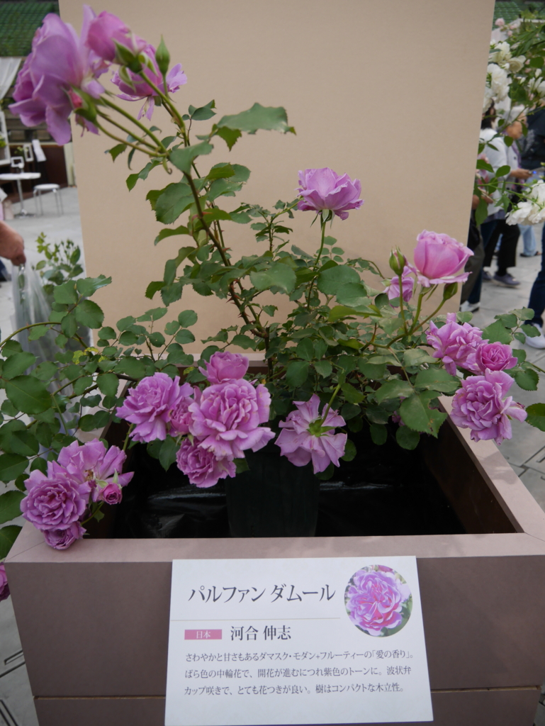 f:id:shamudiego:20170514173337j:plain