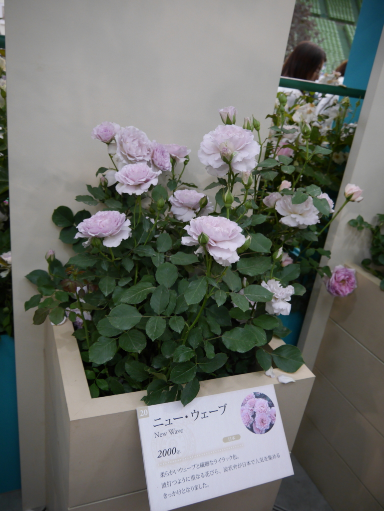 f:id:shamudiego:20170514173555j:plain