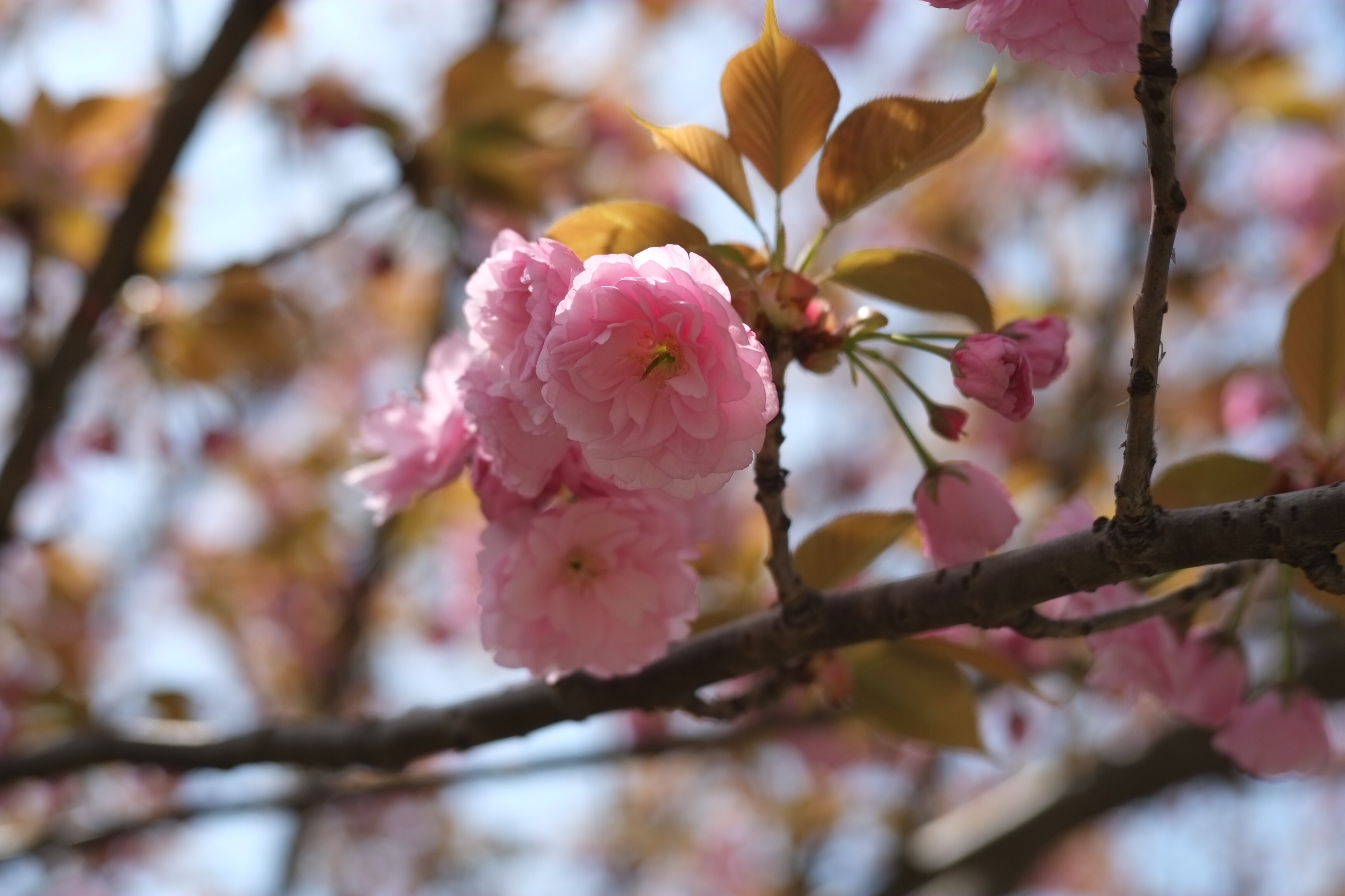 f:id:shan1tian2:20160728221620j:image