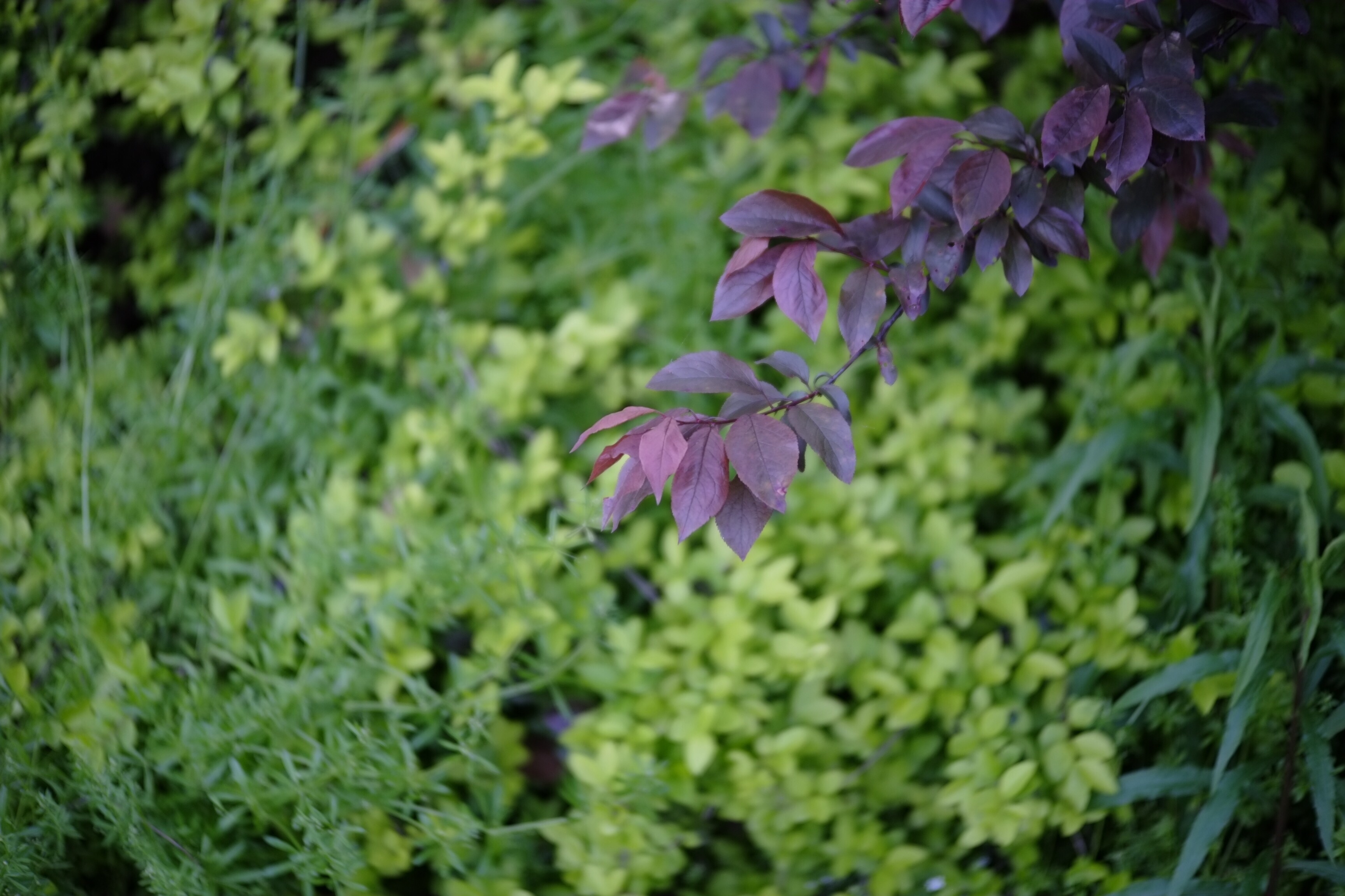 f:id:shan1tian2:20160728221710j:image