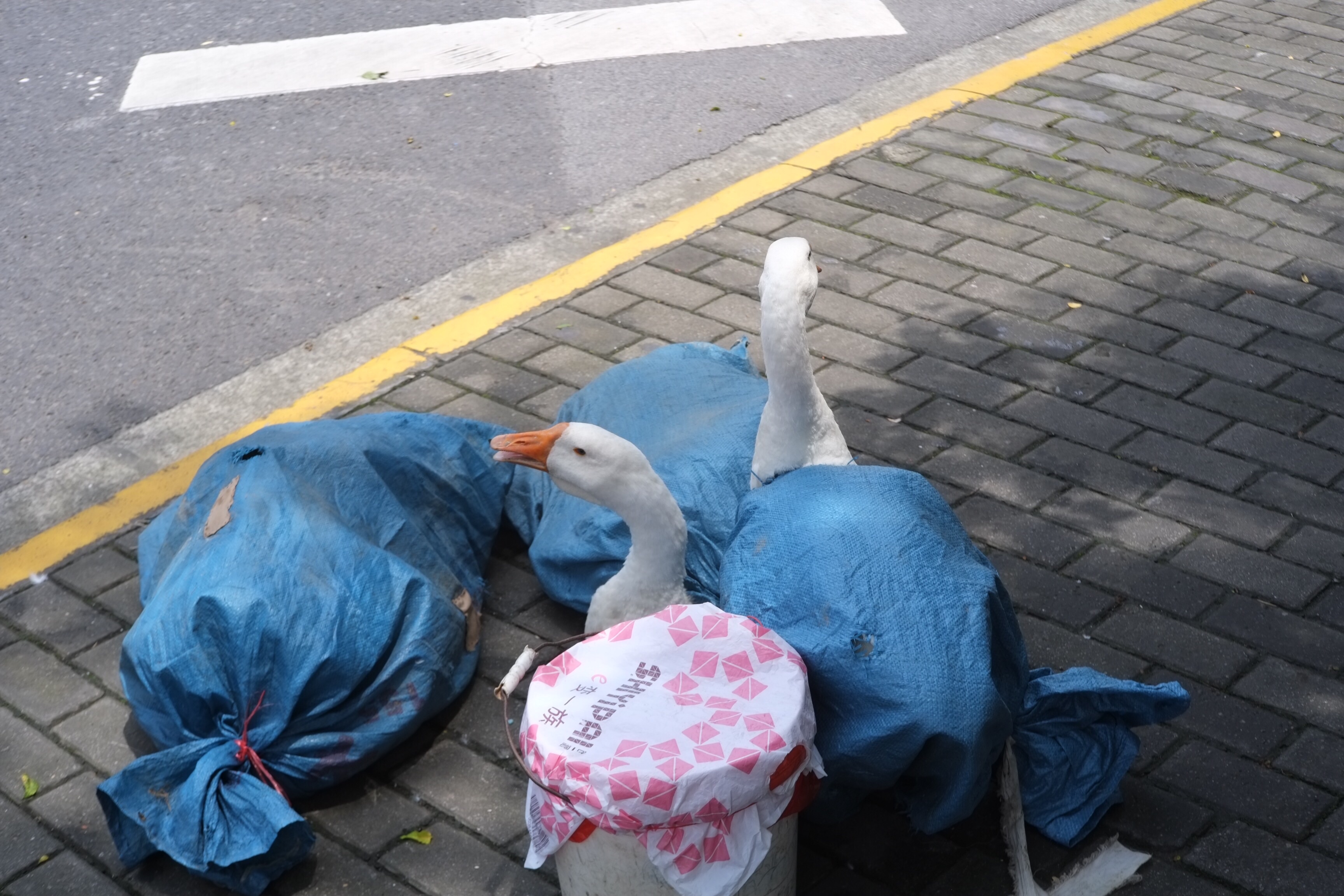 f:id:shan1tian2:20160728221731j:image