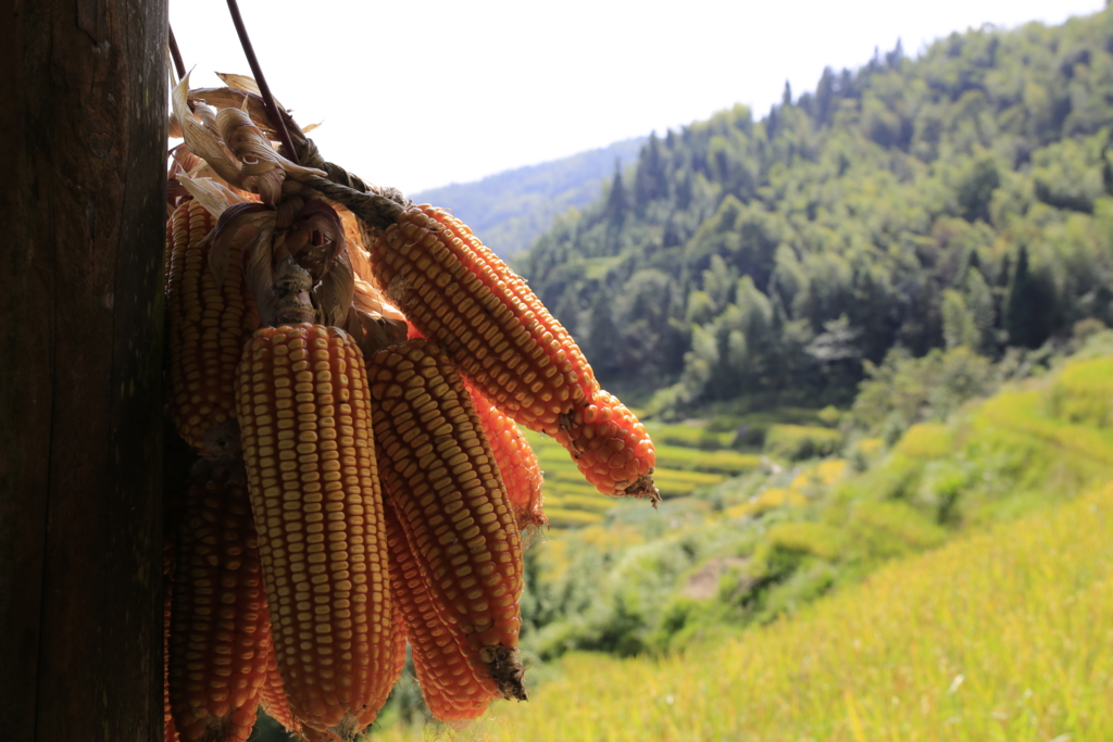 f:id:shan1tian2:20160917141958j:plain