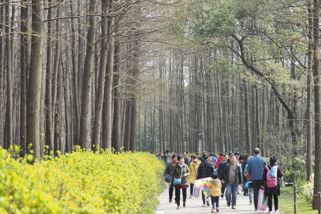 上海共青森林公園 上海共青森林公園