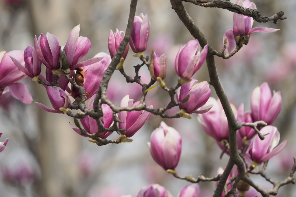 上海共青森林公園 上海共青森林公園