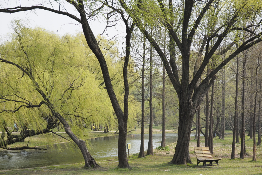 上海共青森林公園 上海共青森林公園