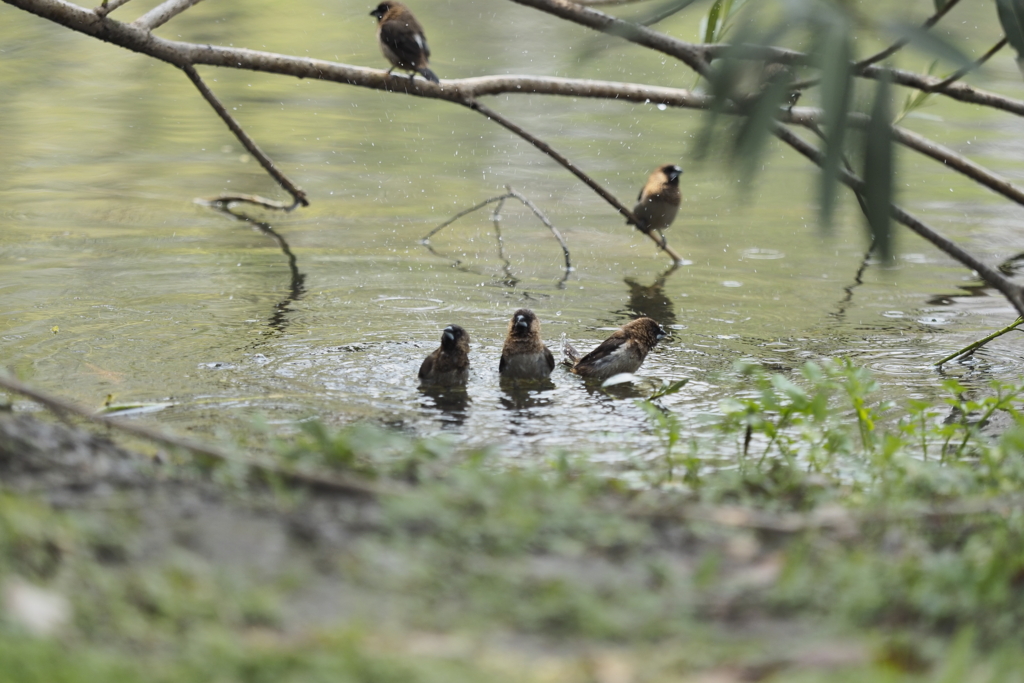 白腰文鳥(Lonchura striata) 白腰文鳥(Lonchura striata)