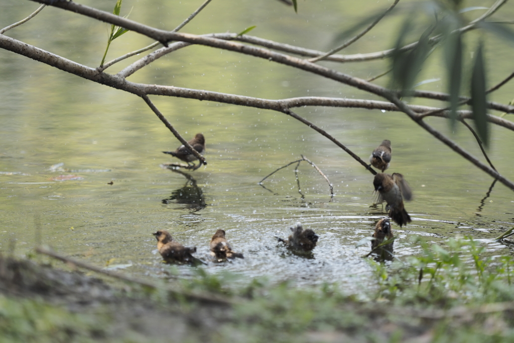白腰文鳥(Lonchura striata) 白腰文鳥(Lonchura striata)