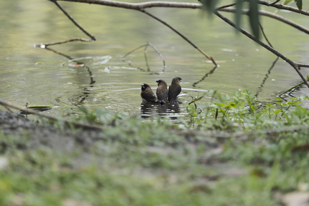 白腰文鳥(Lonchura striata) 白腰文鳥(Lonchura striata)