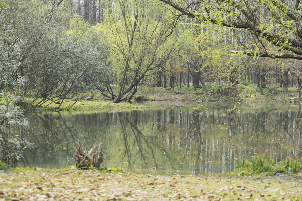 上海共青森林公園 上海共青森林公園