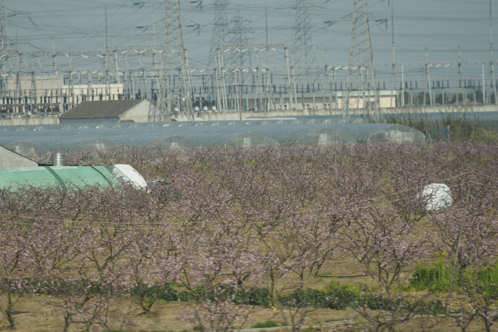 桃花林