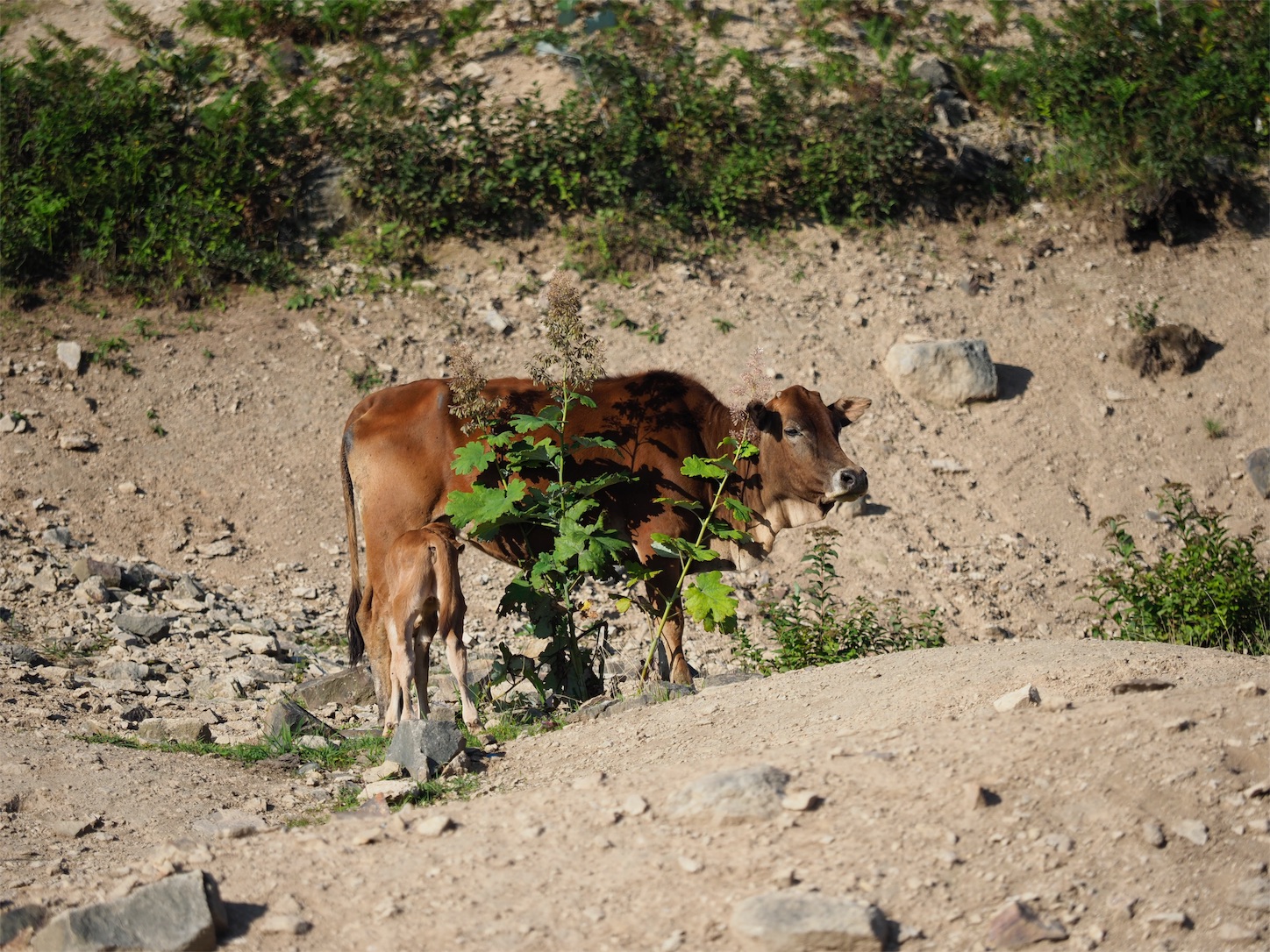 f:id:shan1tian2:20170727105126j:plain f:id:shan1tian2:20170727105126j:plain