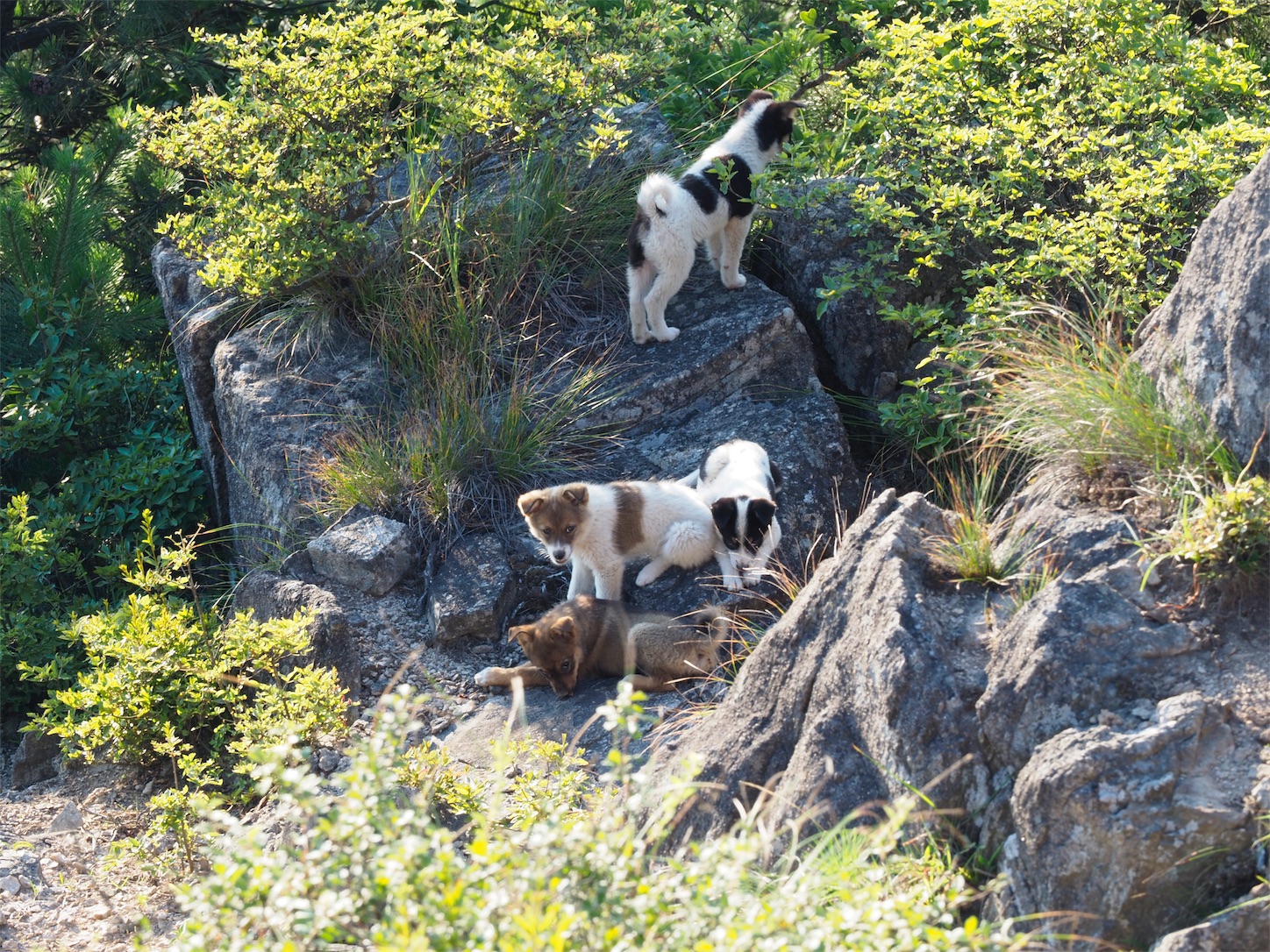 f:id:shan1tian2:20170727105142j:plain f:id:shan1tian2:20170727105142j:plain