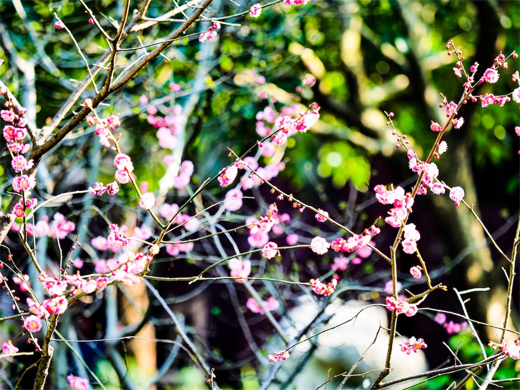 梅の花