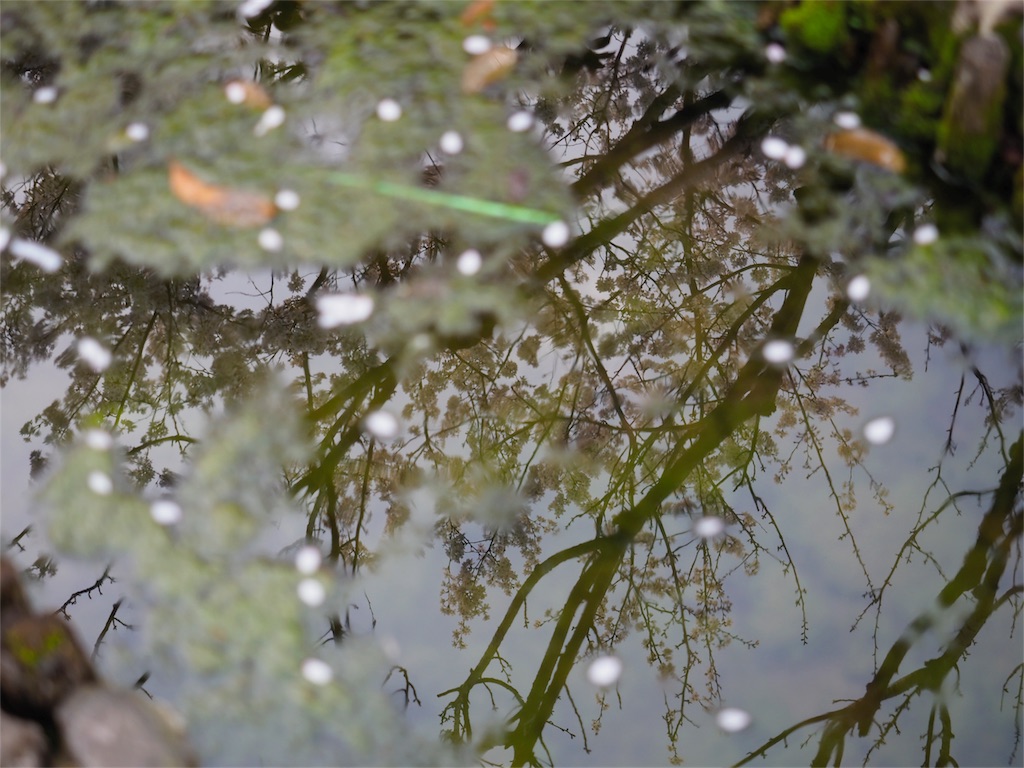 上海桜