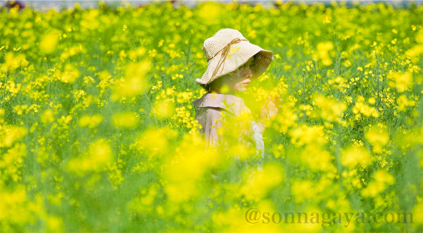 Rapeblossoms-M.ZUIKO DIGITAL ED 40-150mm F2.8 PRO