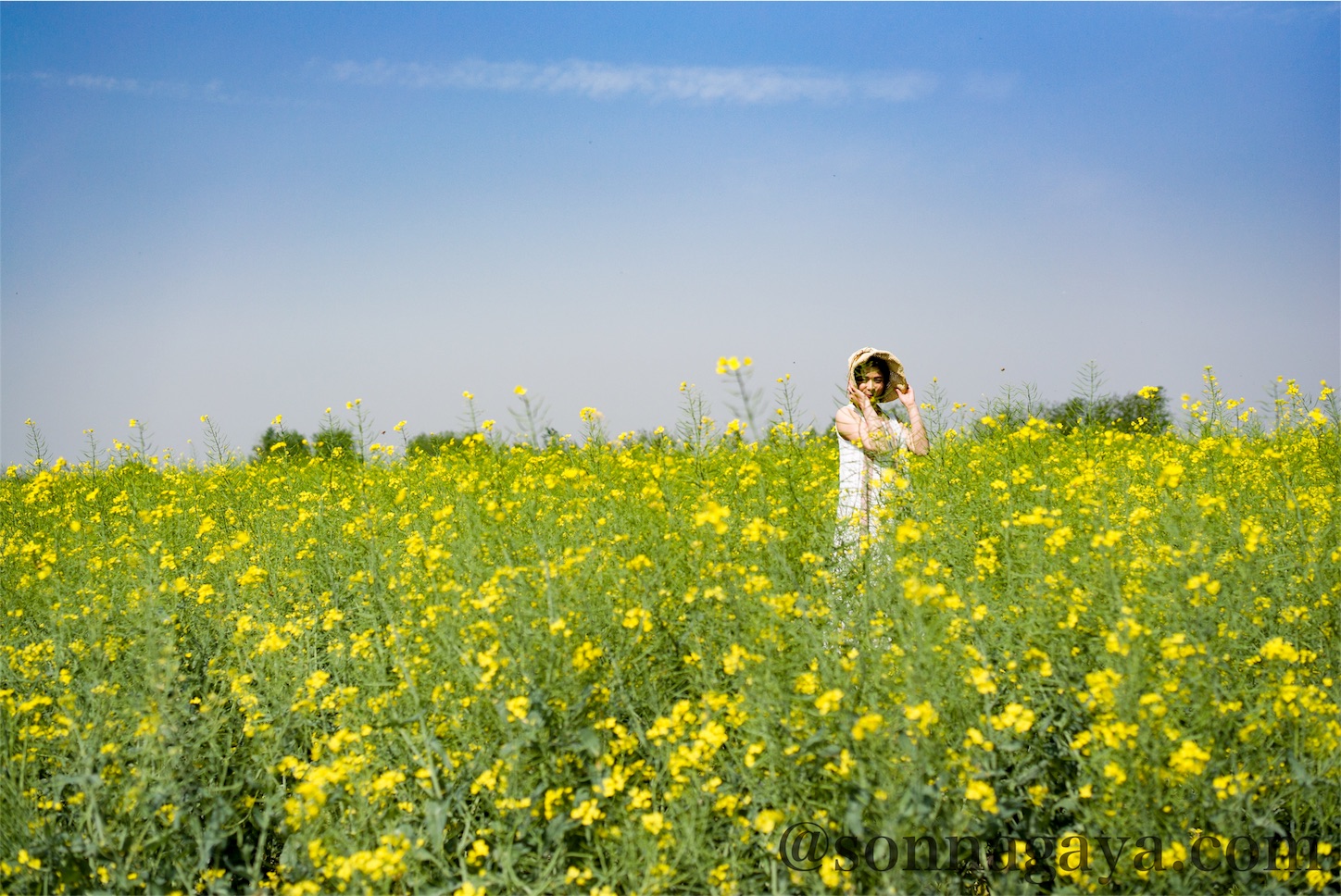 Rapeblossoms-Laowa 15mm f/2 FE Zero-D