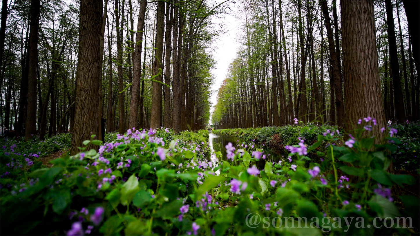 Water and Forest