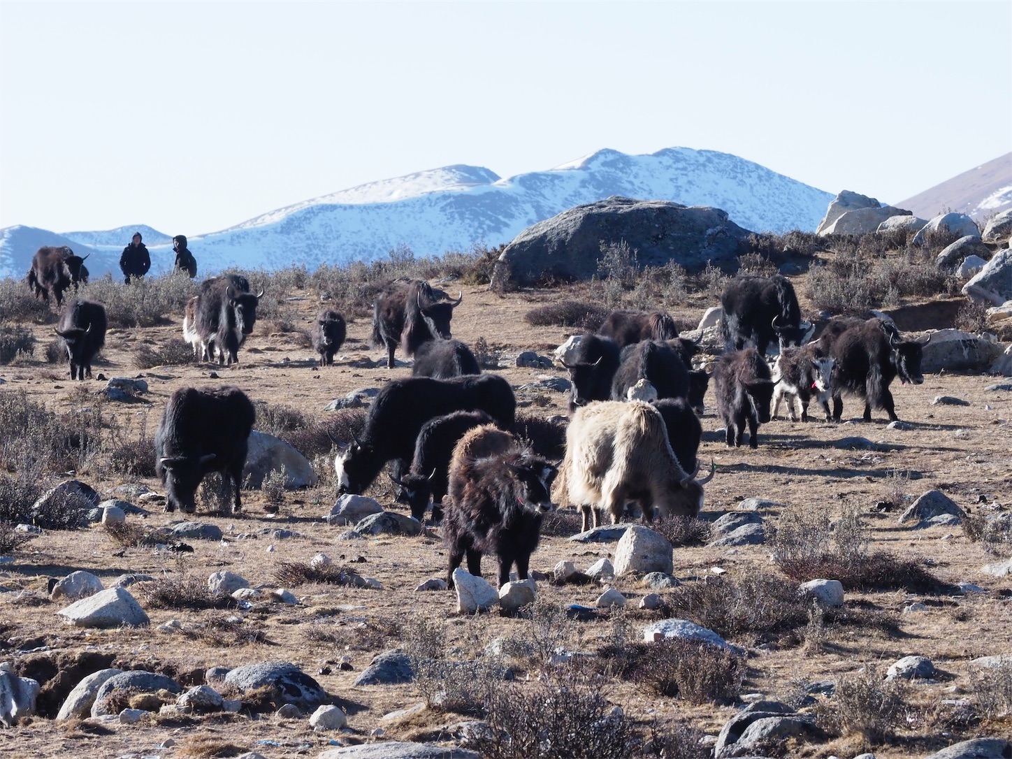 f:id:shan1tian2:20190109125130j:image f:id:shan1tian2:20190109125130j:image