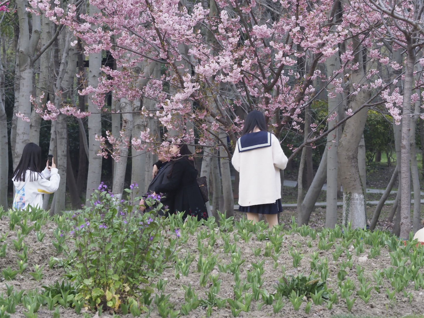 f:id:shan1tian2:20190319074550j:image