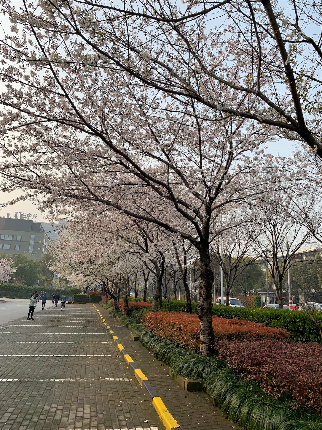 f:id:shan1tian2:20190328100312j:image