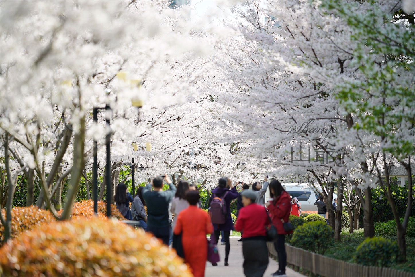 上海の桜・陸家嘴中心緑地