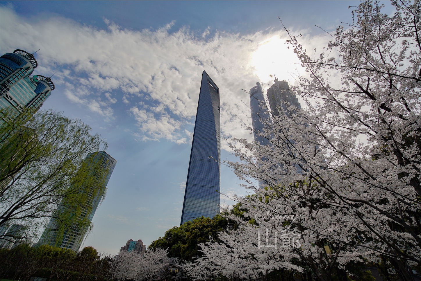上海の桜・陸家嘴中心緑地