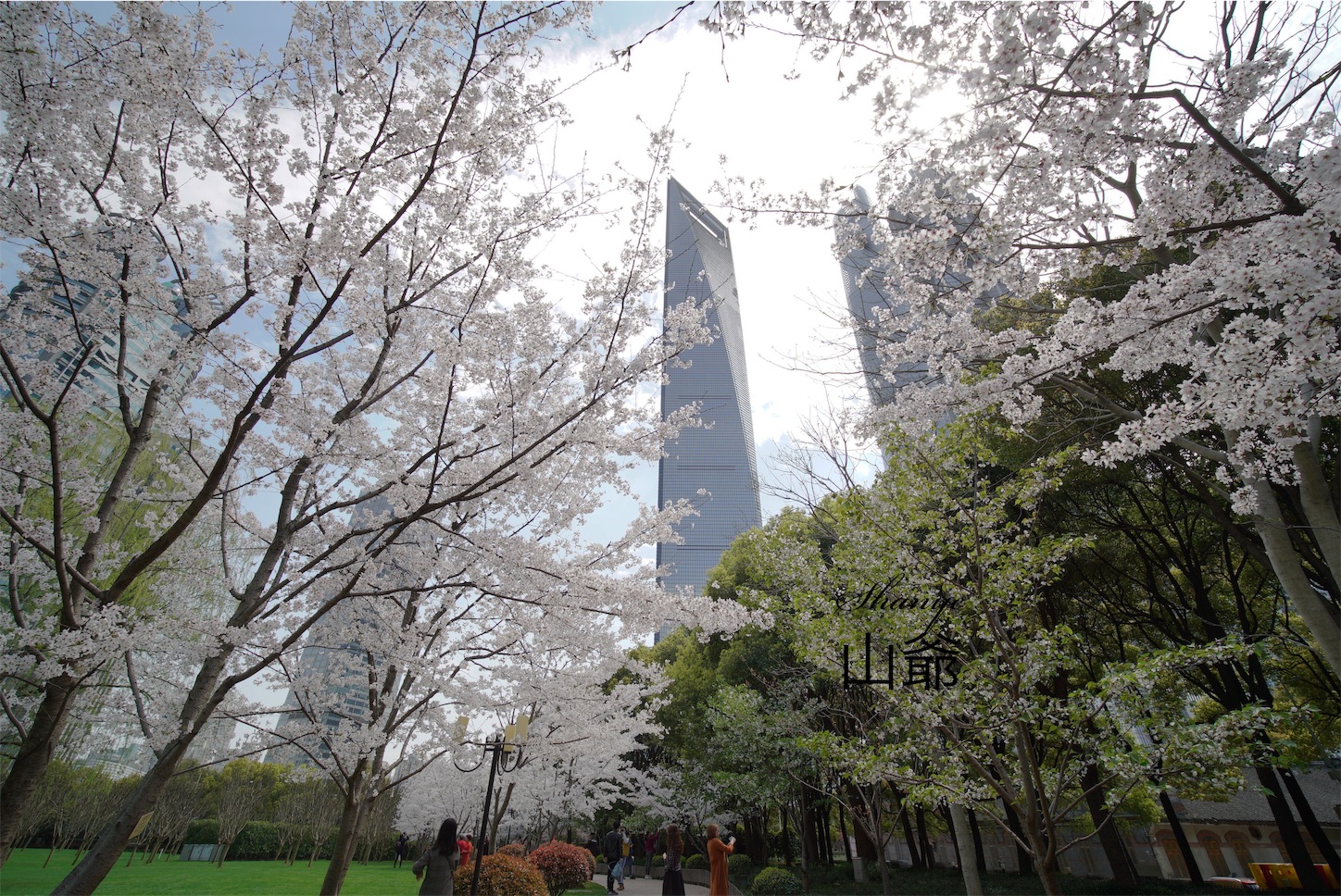 上海の桜・陸家嘴中心緑地