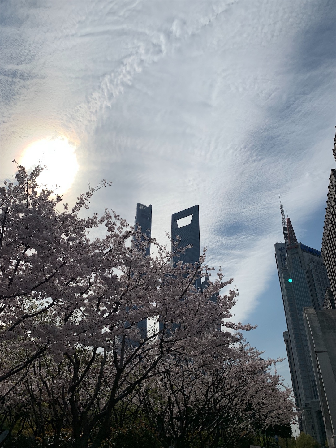 上海の桜・東昌路駅