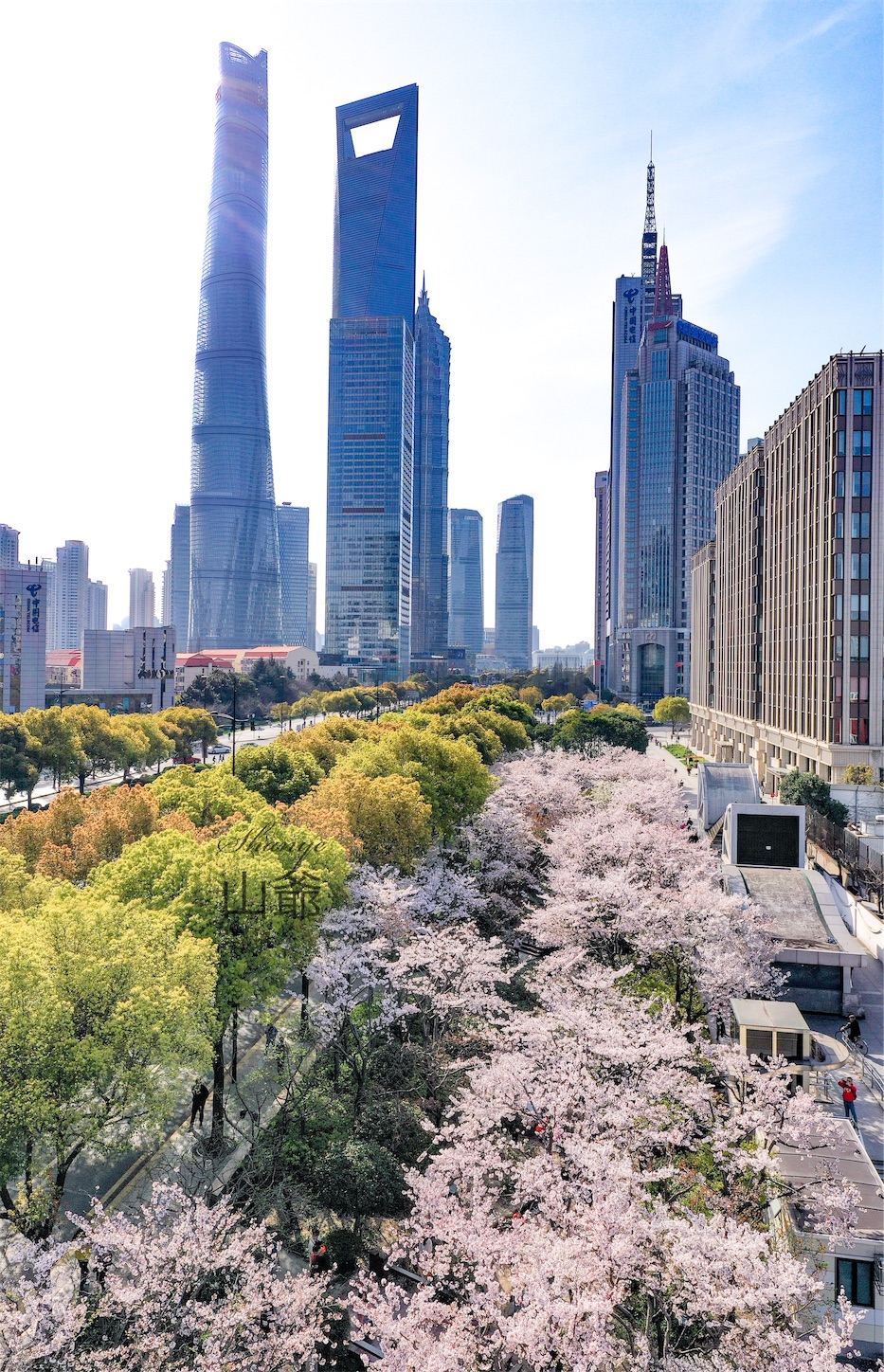 上海の桜・東昌路駅,ドローンで撮影