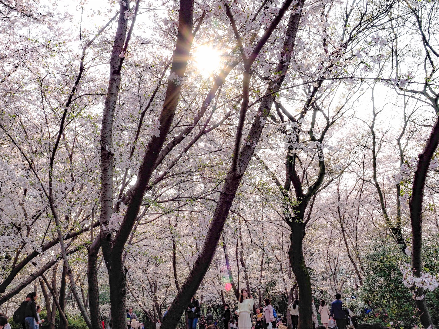 f:id:shan1tian2:20190402194823j:image f:id:shan1tian2:20190402194823j:image