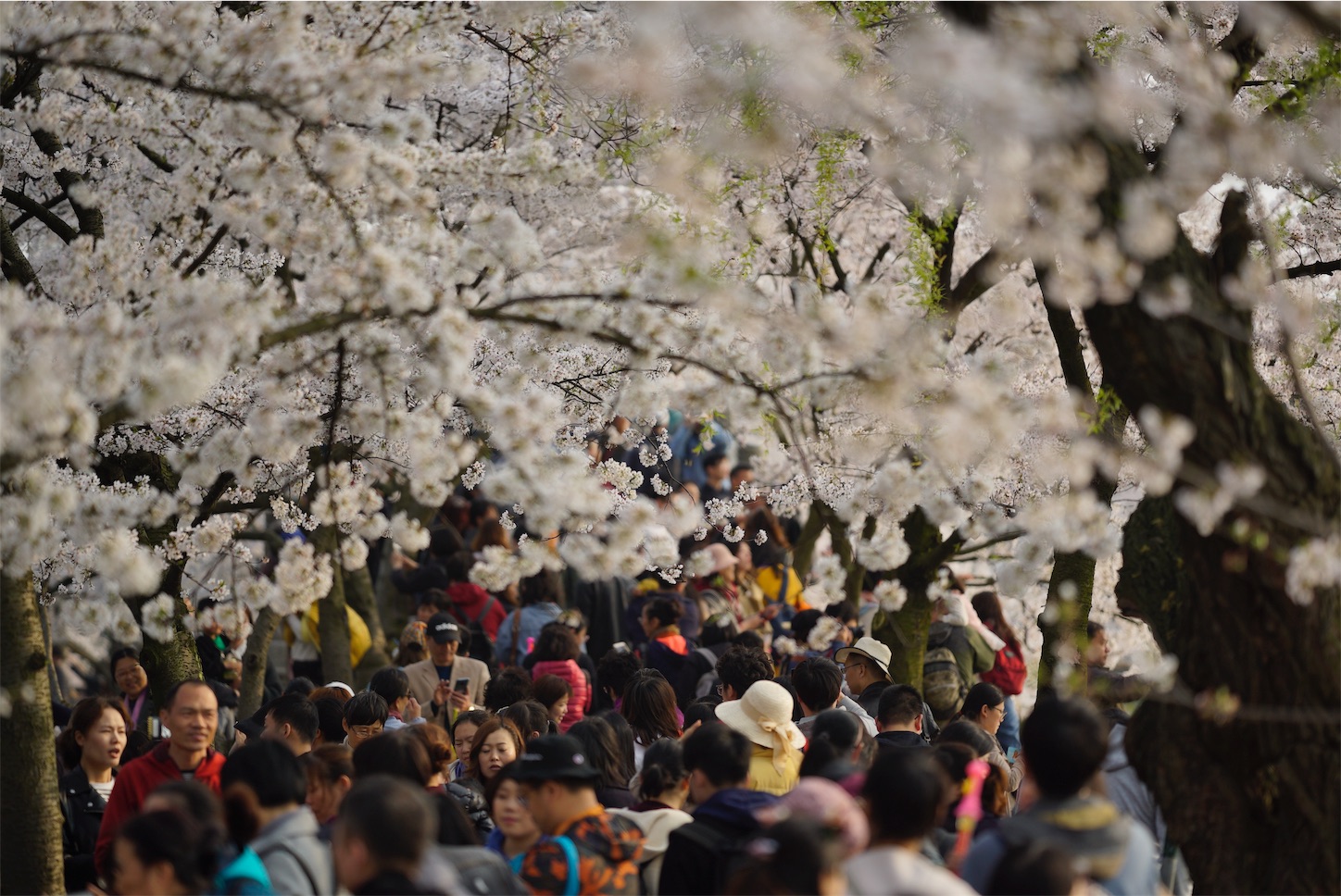 f:id:shan1tian2:20190402200513j:image f:id:shan1tian2:20190402200513j:image