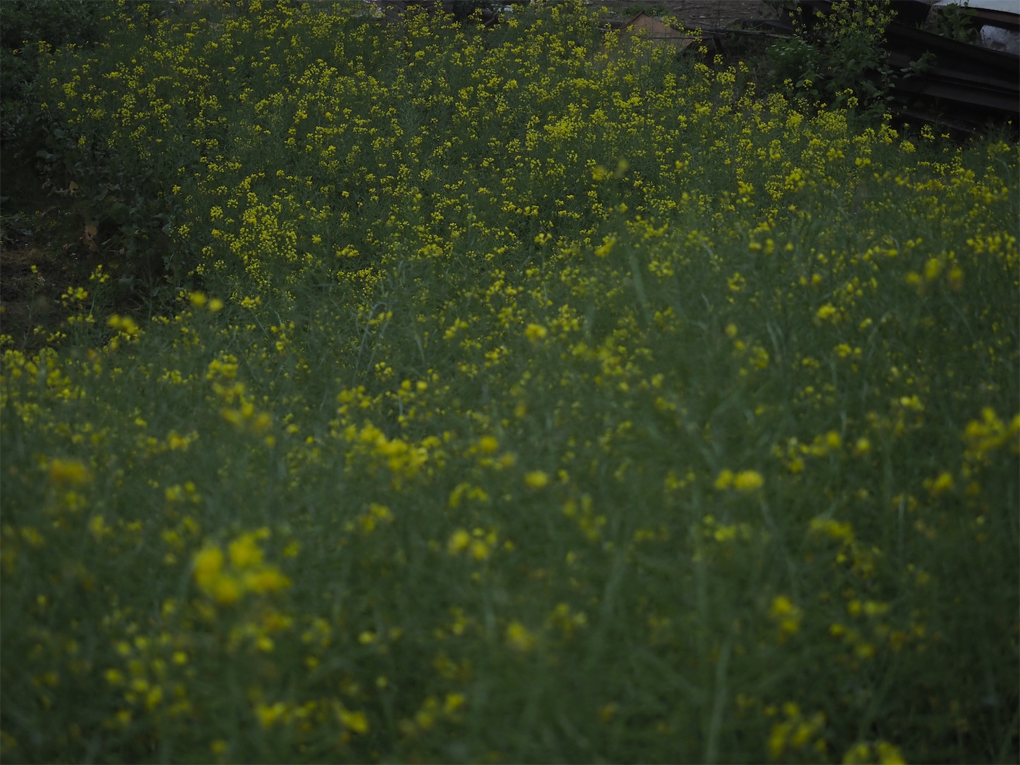 f:id:shan1tian2:20190410142905j:image