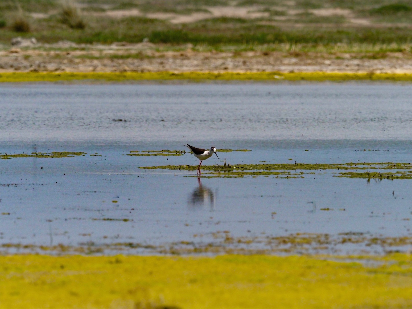 f:id:shan1tian2:20190710151619j:image