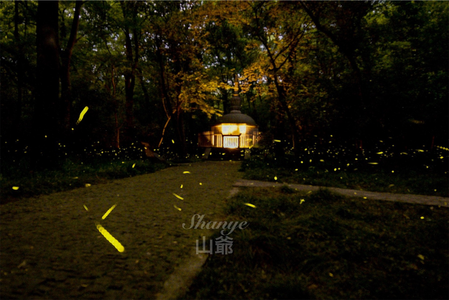南京霊谷寺の蛍