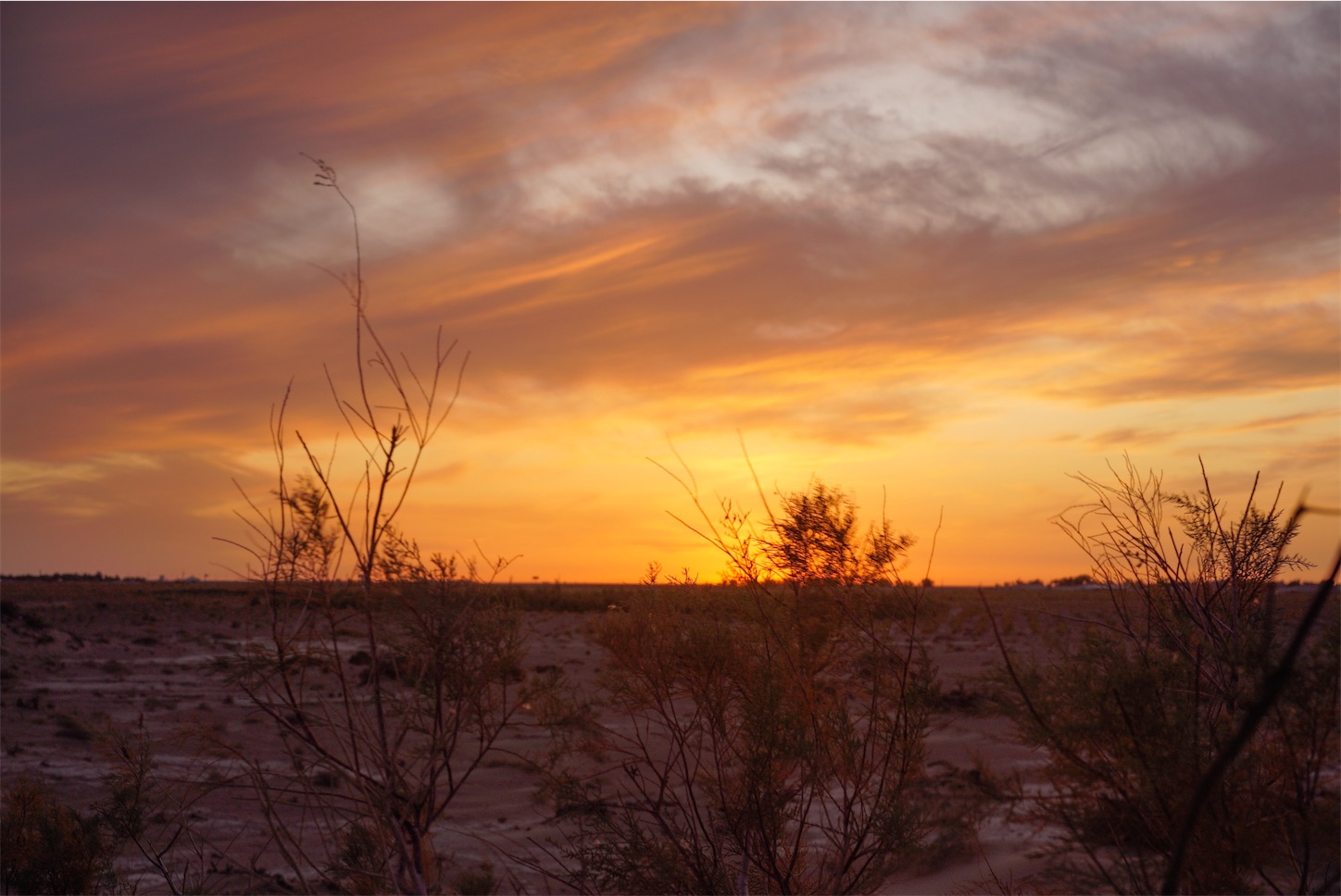 胡楊怪树林の夕焼け・額済納旗
