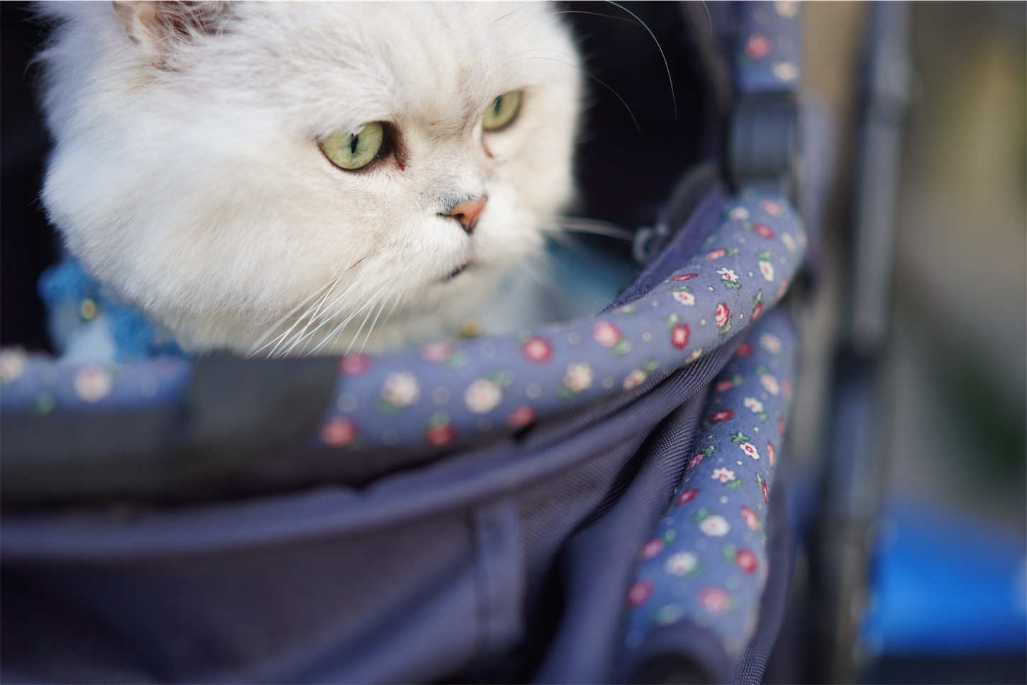 f:id:shan1tian2:20191113110150j:image f:id:shan1tian2:20191113110150j:image