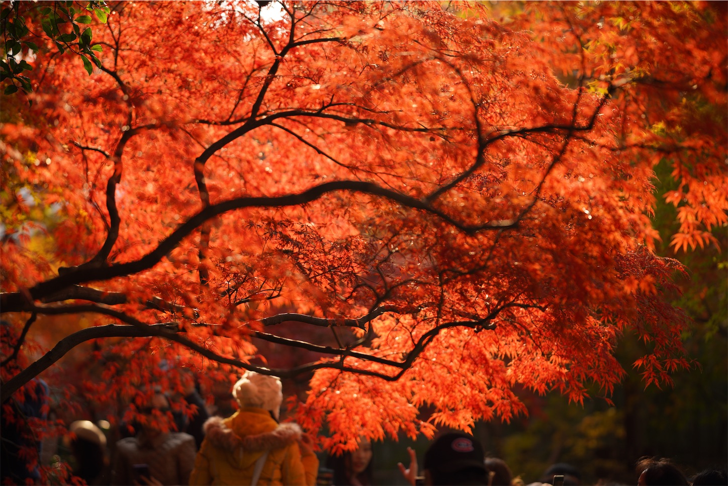 f:id:shan1tian2:20191208220949j:image