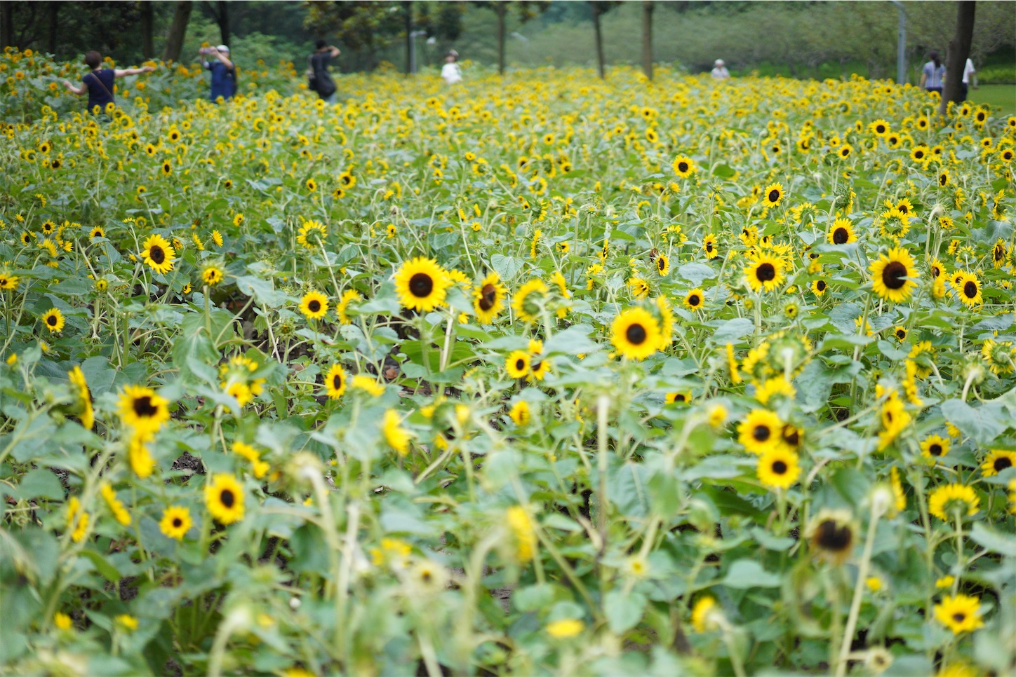 f:id:shan1tian2:20200720125329j:plain